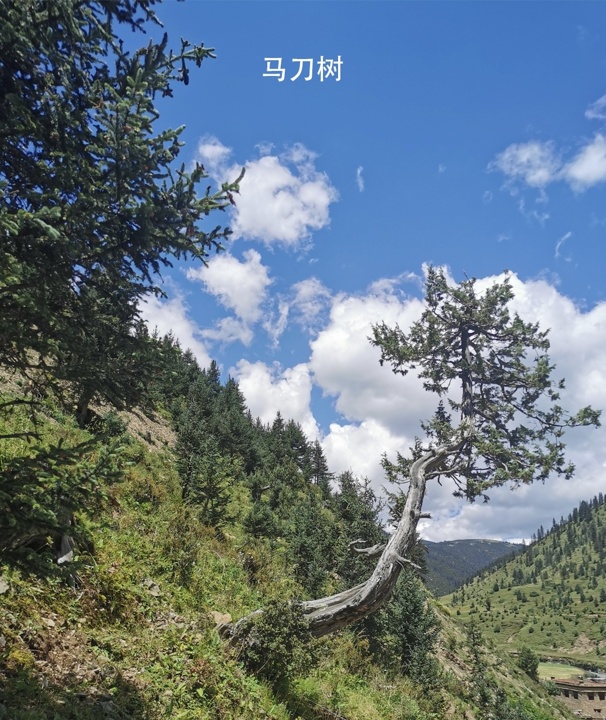 在野外看到“马刀树”要尽快远离！专家：地质沉降形成的特殊树形，或为滑坡风险信号