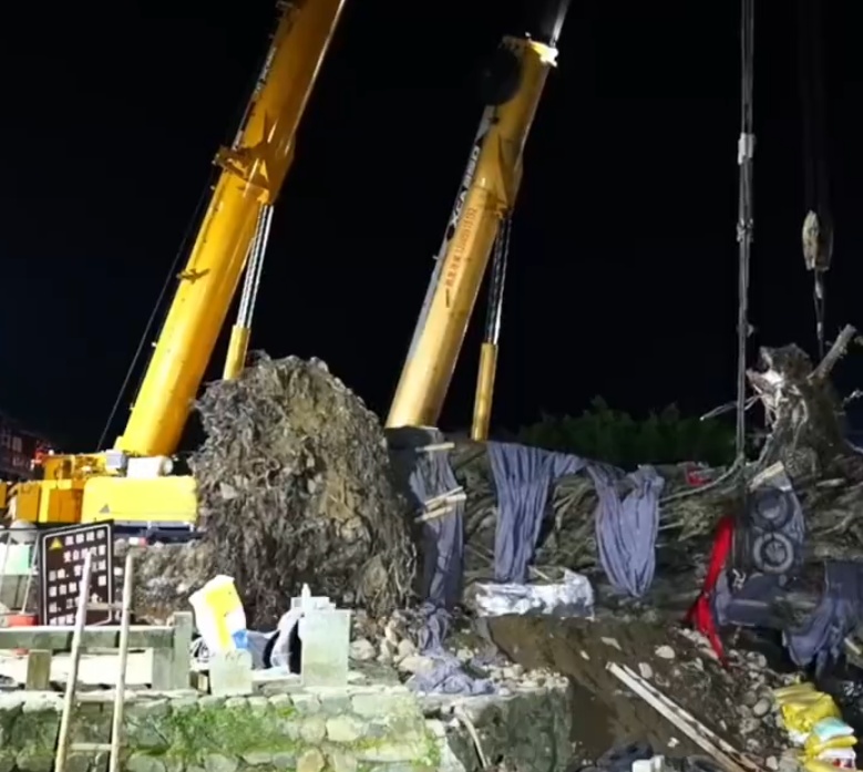 福建云水谣景区624岁古榕树倒伏，最新进展：已顺利被扶正