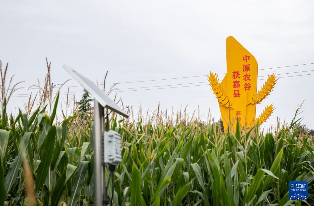 活力中国调研行丨河南:科技创新助推农业现代化发展 活力中国调研行丨河南:科技创新助推农业现代化发展