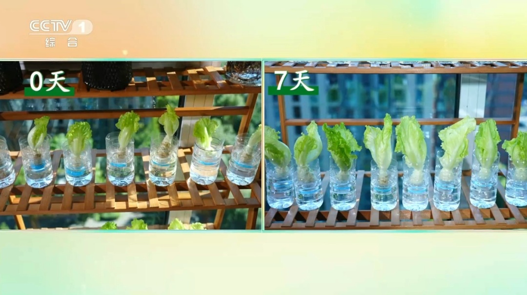 吃剩的这个“菜根”别扔!泡进清水还能长新叶,不用泥土,窗台变身小菜园 吃剩的这个“菜根”别扔!泡进清水还能长新叶,不用泥土,窗台变身小菜园