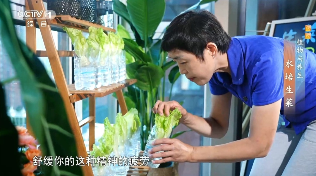 吃剩的这个“菜根”别扔!泡进清水还能长新叶,不用泥土,窗台变身小菜园 吃剩的这个“菜根”别扔!泡进清水还能长新叶,不用泥土,窗台变身小菜园