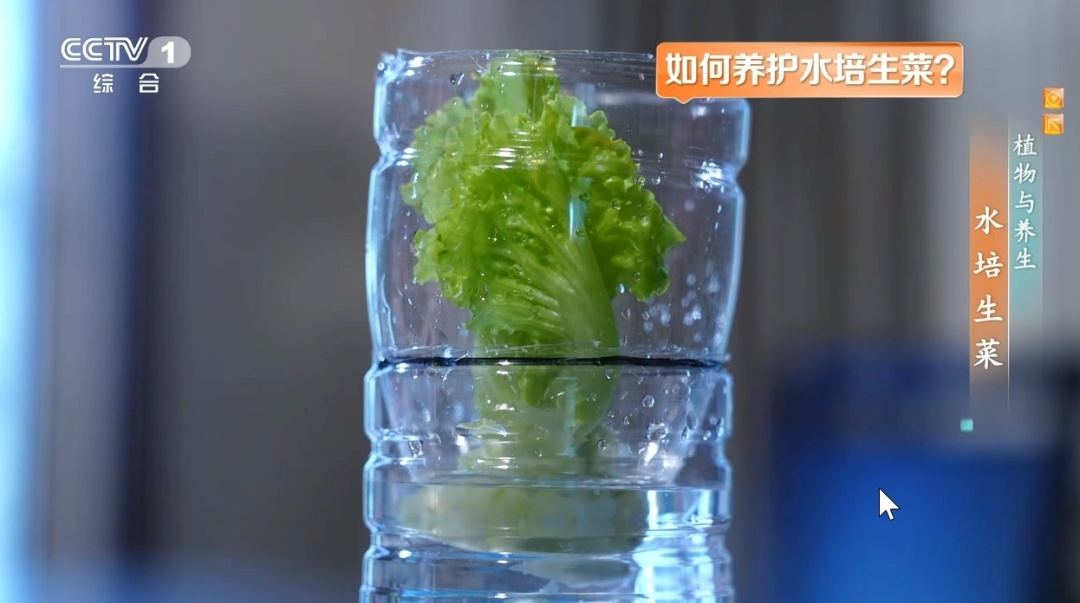 吃剩的这个“菜根”别扔!泡进清水还能长新叶,不用泥土,窗台变身小菜园 吃剩的这个“菜根”别扔!泡进清水还能长新叶,不用泥土,窗台变身小菜园