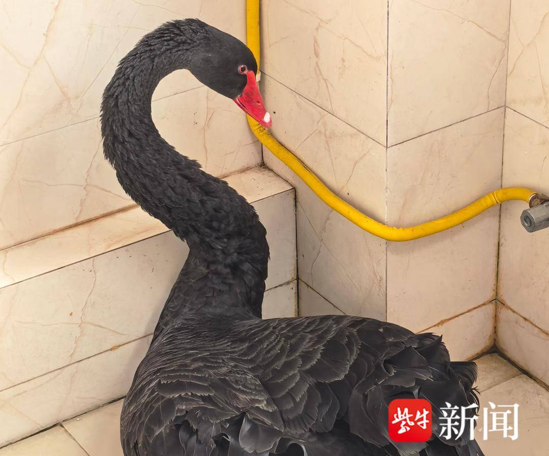 黑天鹅迷路闯进农田,民警连夜救助 黑天鹅迷路闯进农田,民警连夜救助