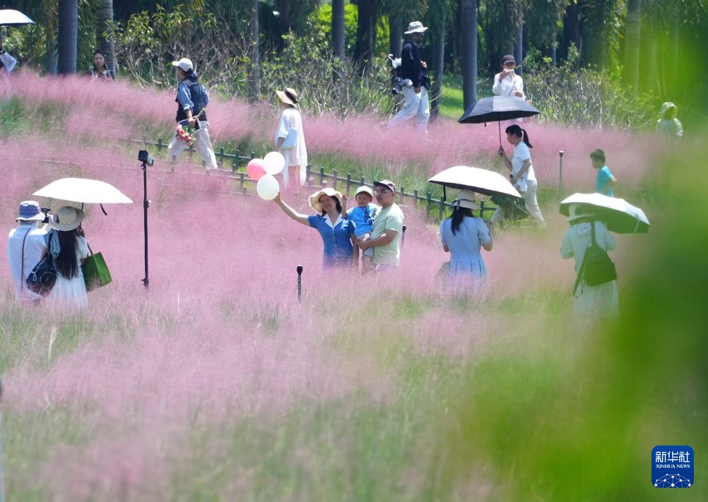 南宁:粉黛花开迎客来 南宁:粉黛花开迎客来