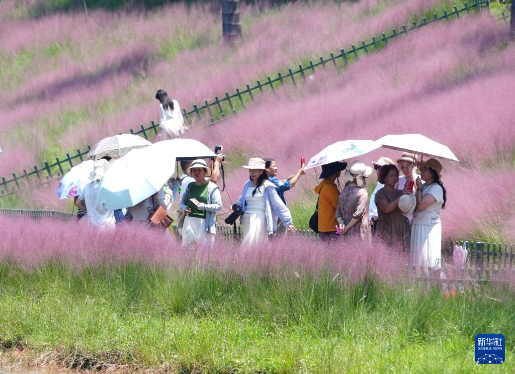 南宁:粉黛花开迎客来 南宁:粉黛花开迎客来