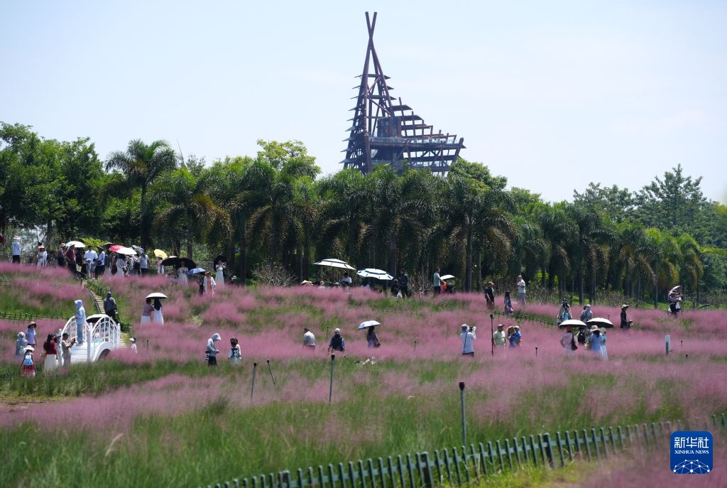 南宁:粉黛花开迎客来 南宁:粉黛花开迎客来