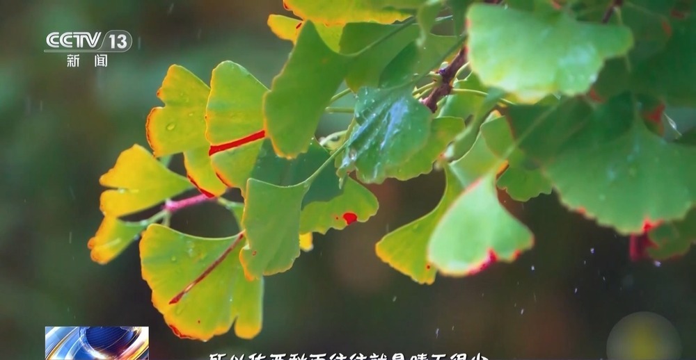 南海热带低压持续影响 未来7天西南华南雨水频繁 南海热带低压持续影响 未来7天西南华南雨水频繁