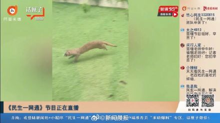 上海3只黄鼠狼闯民宅!不怕人,还叼入死老鼠、死鸟…… 上海3只黄鼠狼闯民宅!不怕人,还叼入死老鼠、死鸟……