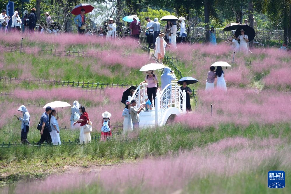 南宁:粉黛花开迎客来 南宁:粉黛花开迎客来