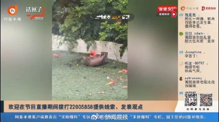 上海3只黄鼠狼闯民宅!不怕人,还叼入死老鼠、死鸟…… 上海3只黄鼠狼闯民宅!不怕人,还叼入死老鼠、死鸟……