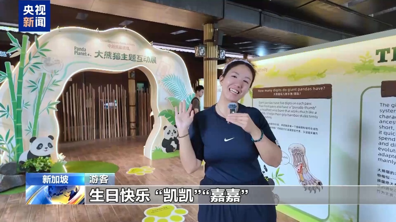 旅新加坡大熊猫“凯凯”迎来19岁生日