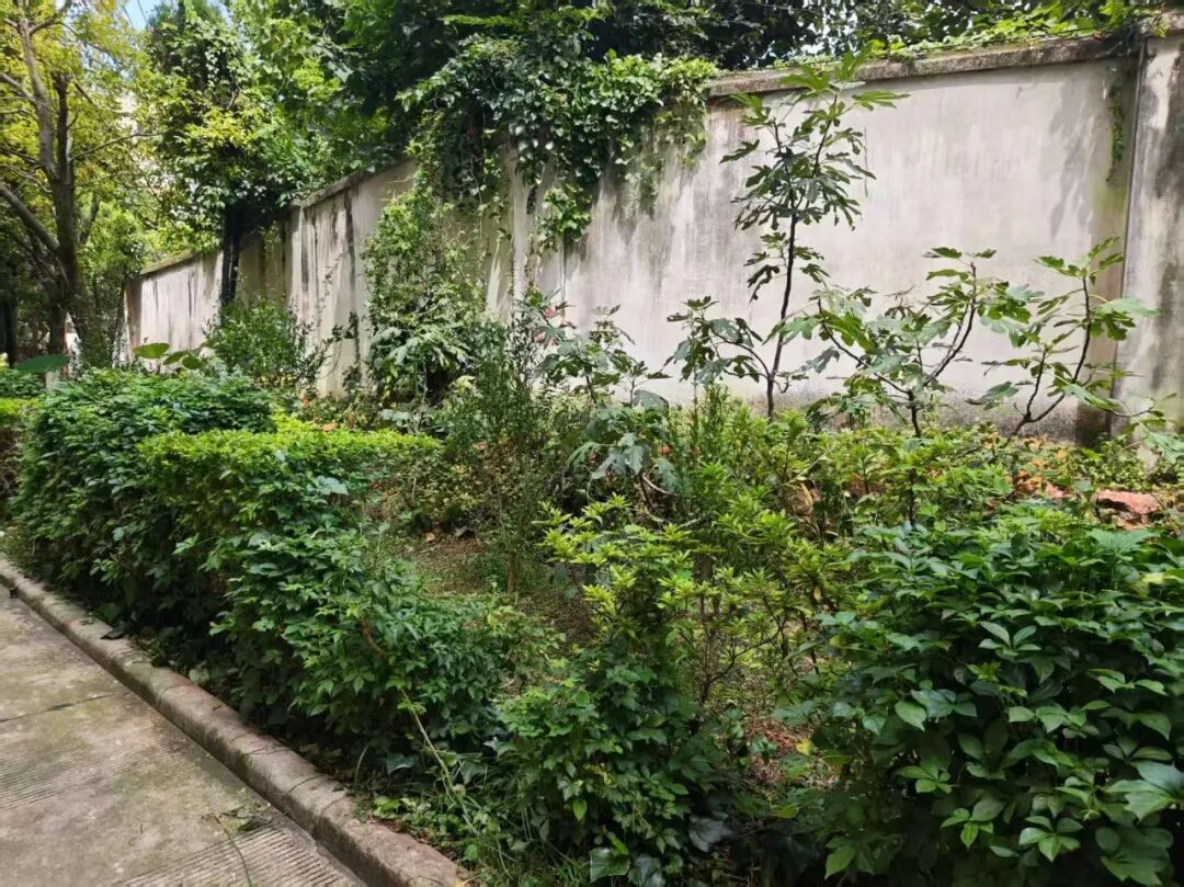 昆明一小区住户家中连续两天闯入剧毒银环蛇，全家吓得不敢关灯睡觉