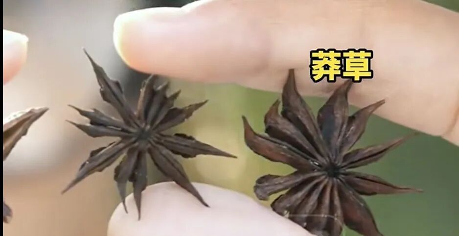 注意 | 超市买八角炖肉,孩子数出13个角!一查竟含剧毒! 注意 | 超市买八角炖肉,孩子数出13个角!一查竟含剧毒!