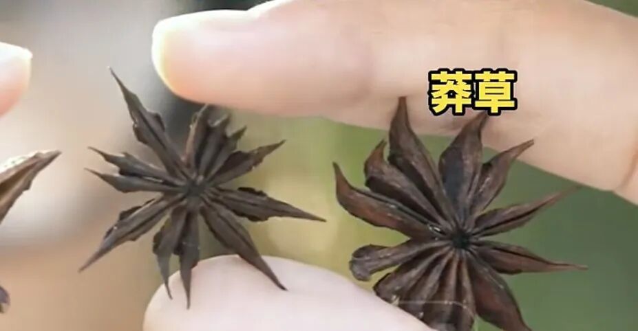 女子称超市买的八角数出13个角,一查竟是剧毒莽草 女子称超市买的八角数出13个角,一查竟是剧毒莽草