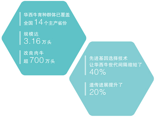 华西牛，为啥“牛”？