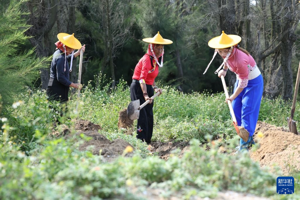 万里边疆行丨从“黄沙堵家门”到“绿浪锁风口”：小岞林场跨越六十载的巾帼坚守