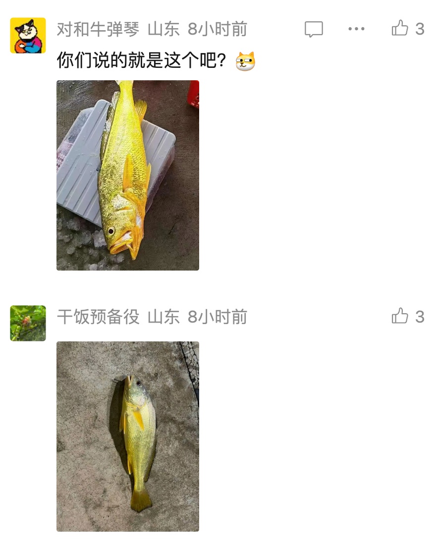 新手钓友钓到2.8斤野生大黄鱼!当晚就和朋友直接吃掉! 市场收购每斤500元以上 新手钓友钓到2.8斤野生大黄鱼!当晚就和朋友直接吃掉! 市场收购每斤500元以上