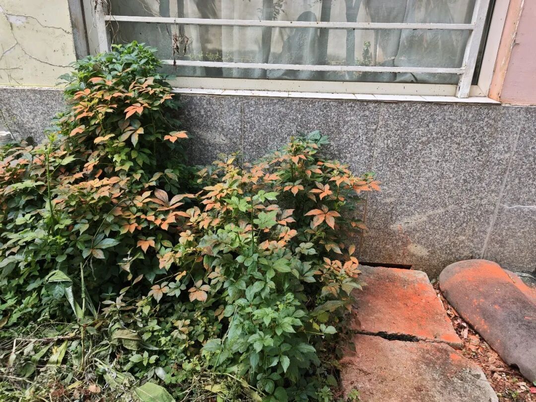 昆明一小区住户家中连续两天闯入剧毒银环蛇，全家吓得不敢关灯睡觉