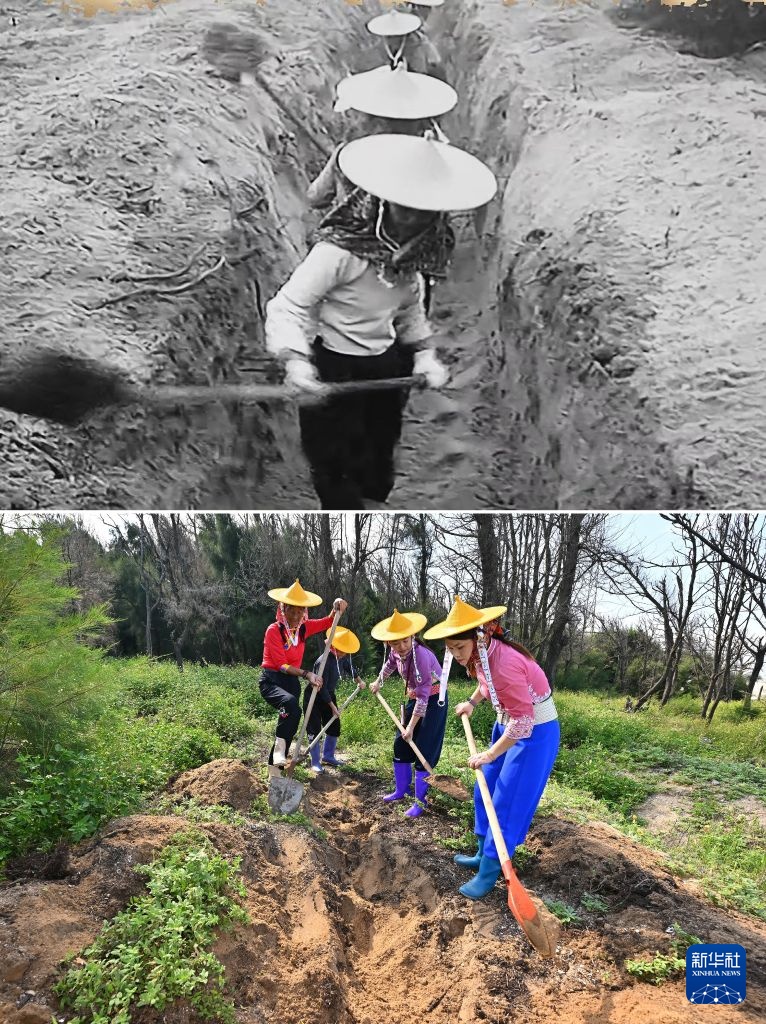万里边疆行丨从“黄沙堵家门”到“绿浪锁风口”：小岞林场跨越六十载的巾帼坚守