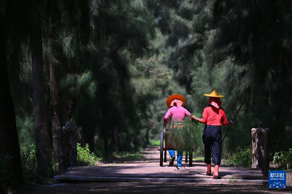 万里边疆行丨从“黄沙堵家门”到“绿浪锁风口”：小岞林场跨越六十载的巾帼坚守