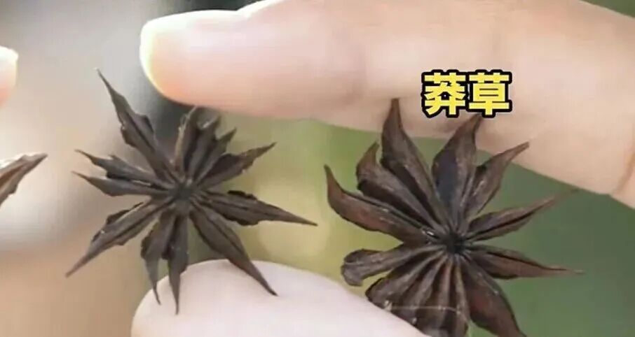 超市买八角，却有13个角？药师：莽草含剧毒，量大可引起心衰