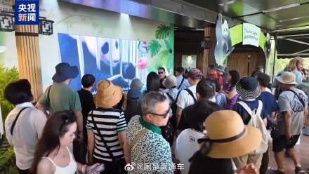 旅新加坡大熊猫凯凯19岁了