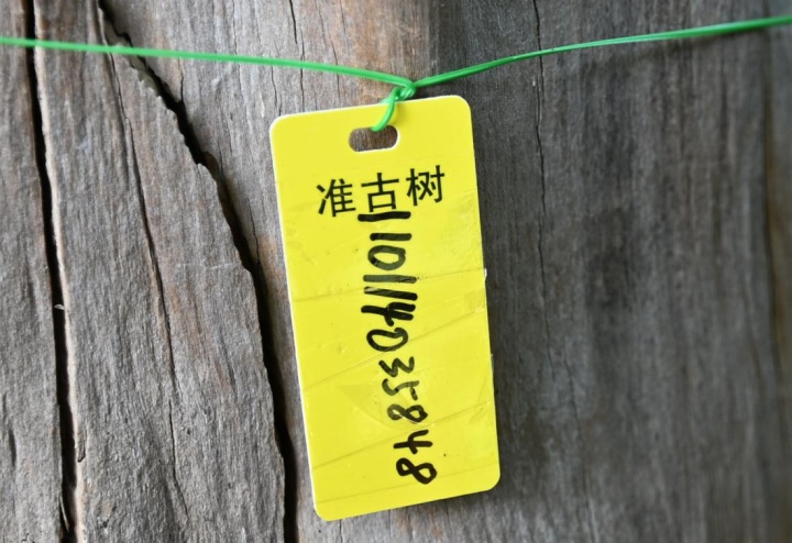 北京昌平三株“一级古树”有编号,但名录中“查无此树”,其中一株已有800多年 北京昌平三株“一级古树”有编号,但名录中“查无此树”,其中一株已有800多年