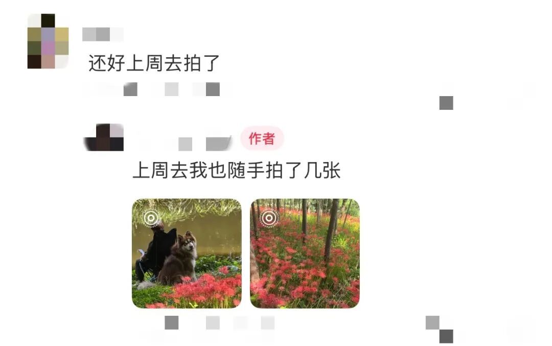 “大片大片被踩倒…”上海网红花海刷屏，网友却直呼痛心…紧急提醒：全株有毒，别碰！