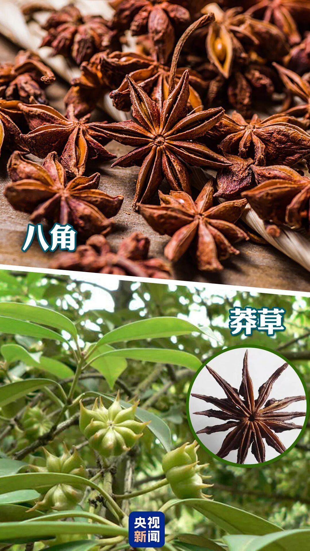 买的“八角”数出13个角,一查竟有毒!特别提醒 买的“八角”数出13个角,一查竟有毒!特别提醒
