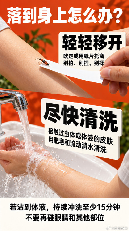 北京多区出现这种小虫!千万别拍,毒液堪比硫酸—— 北京多区出现这种小虫!千万别拍,毒液堪比硫酸——