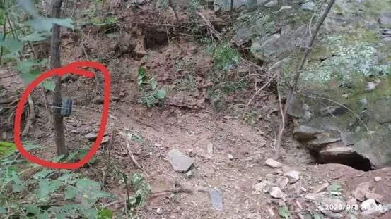 北京一市民发现国家植物园里有疑似盗洞?现场核查后,“洞穴主人”原来是—— 北京一市民发现国家植物园里有疑似盗洞?现场核查后,“洞穴主人”原来是——