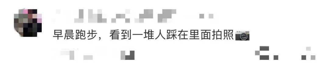 “大片大片被踩倒…”上海网红花海刷屏，网友却直呼痛心…紧急提醒：全株有毒，别碰！