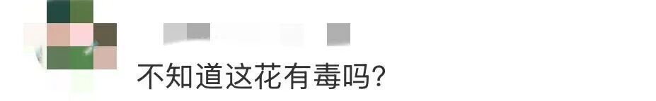 “大片大片被踩倒…”上海网红花海刷屏，网友却直呼痛心…紧急提醒：全株有毒，别碰！