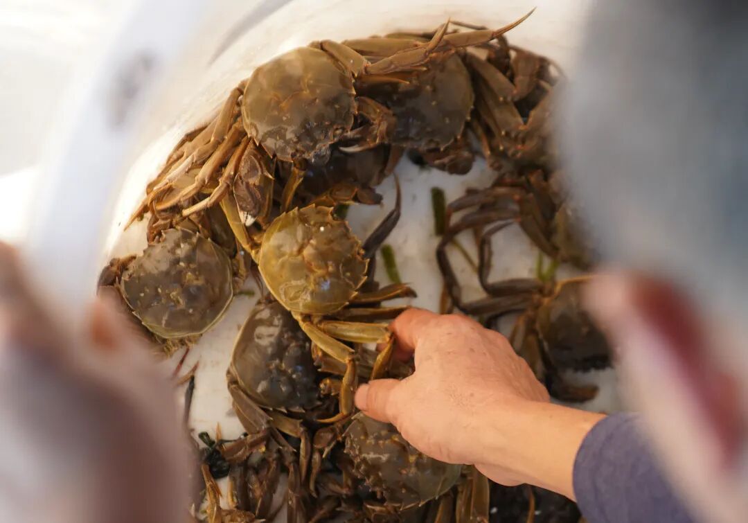 关于大闸蟹的食用提示