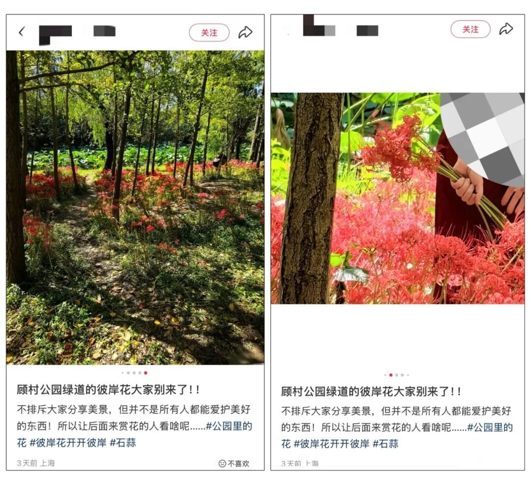 “大片大片被踩倒…”上海网红花海刷屏，网友却直呼痛心…紧急提醒：全株有毒，别碰！