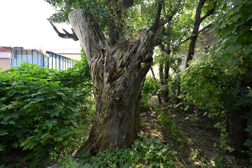 北京昌平三株“一级古树”有编号,但名录中“查无此树”,其中一株已有800多年 北京昌平三株“一级古树”有编号,但名录中“查无此树”,其中一株已有800多年