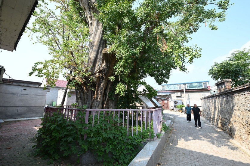 北京昌平三株“一级古树”有编号,但名录中“查无此树”,其中一株已有800多年 北京昌平三株“一级古树”有编号,但名录中“查无此树”,其中一株已有800多年