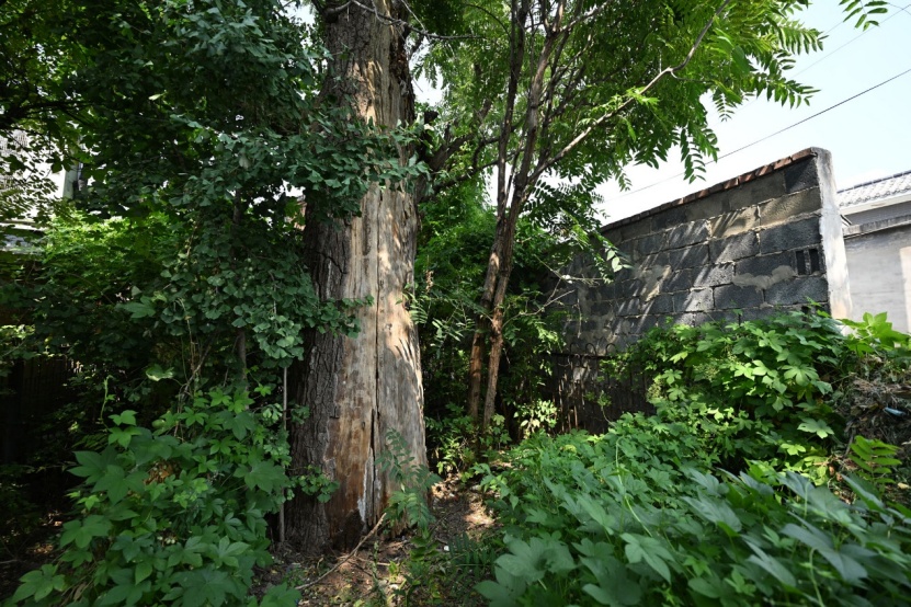 北京昌平三株“一级古树”有编号,但名录中“查无此树”,其中一株已有800多年 北京昌平三株“一级古树”有编号,但名录中“查无此树”,其中一株已有800多年