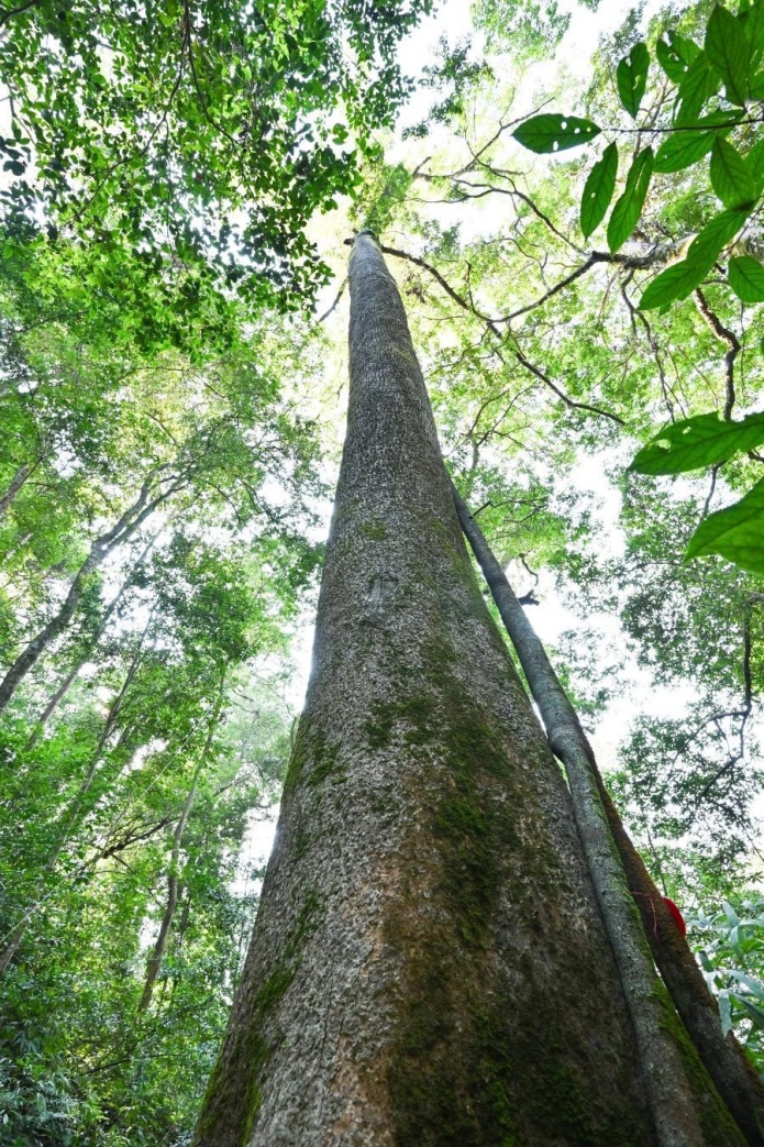 高，实在是高！一株51.5米高的枫香树被确认为福建有记录的最高树，树龄约190年
