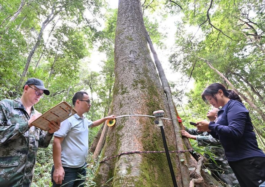 高，实在是高！一株51.5米高的枫香树被确认为福建有记录的最高树，树龄约190年