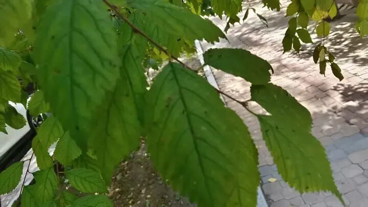 秋日小飞虫扎堆出没!这个季节尽量少穿颜色艳丽衣服 秋日小飞虫扎堆出没!这个季节尽量少穿颜色艳丽衣服