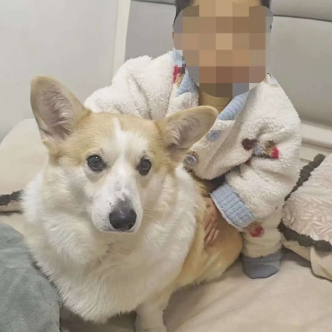 重庆2岁幼童从18楼坠亡,母亲称父亲把孩子独自留在家中去遛狗,父亲发声:我很愧疚 重庆2岁幼童从18楼坠亡,母亲称父亲把孩子独自留在家中去遛狗,父亲发声:我很愧疚