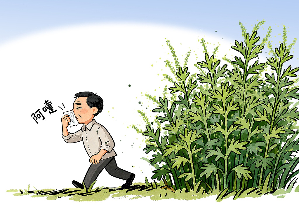 秋季蒿草过敏高发 别把“喷嚏”当感冒