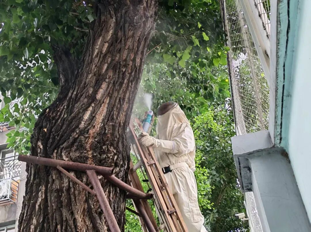 八天八起摘蜂窝，秋季马蜂窝报警为何这么多？