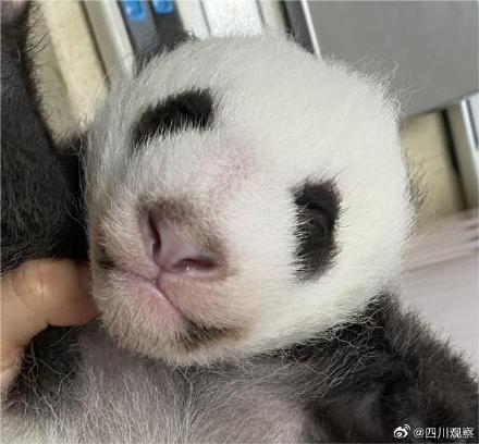 全球首例歪脸大熊猫成功正畸 ,人类第一次给歪脸大熊猫箍牙齿 全球首例歪脸大熊猫成功正畸 ,人类第一次给歪脸大熊猫箍牙齿