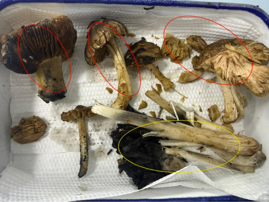 银川两天内连发4起中毒事件,这些千万别吃! 银川两天内连发4起中毒事件,这些千万别吃!
