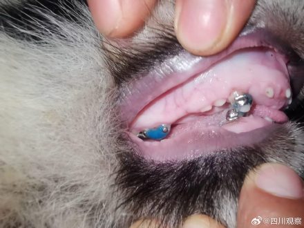 全球首例歪脸大熊猫成功正畸 ,人类第一次给歪脸大熊猫箍牙齿 全球首例歪脸大熊猫成功正畸 ,人类第一次给歪脸大熊猫箍牙齿
