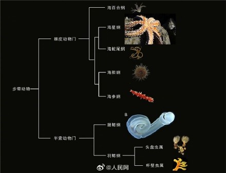我国科学家发现5亿多年前新物种