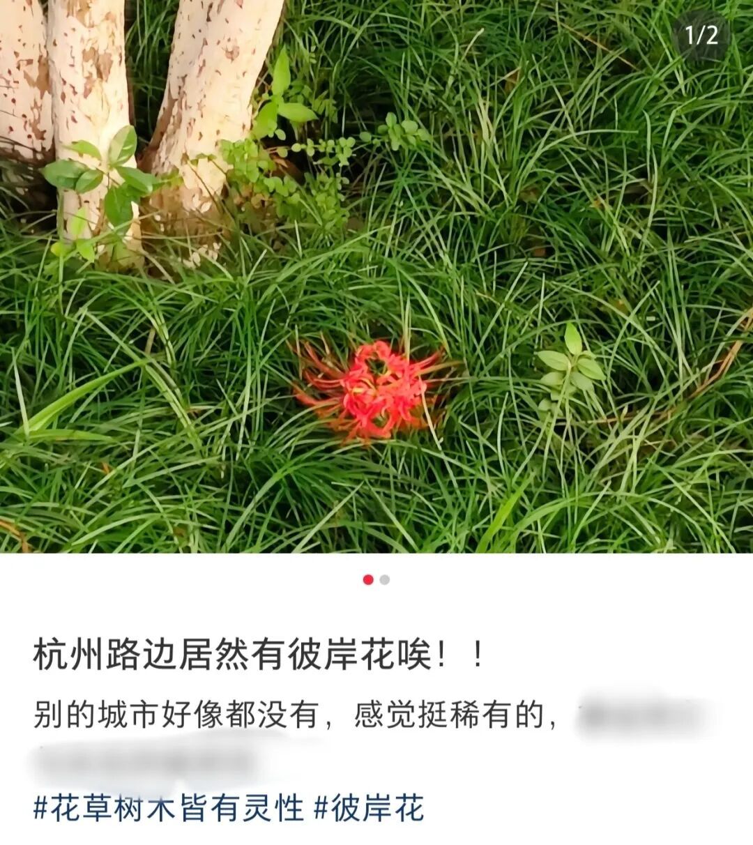 不要碰！不要碰！杭州多地已出现，紧急提醒：它全身有毒