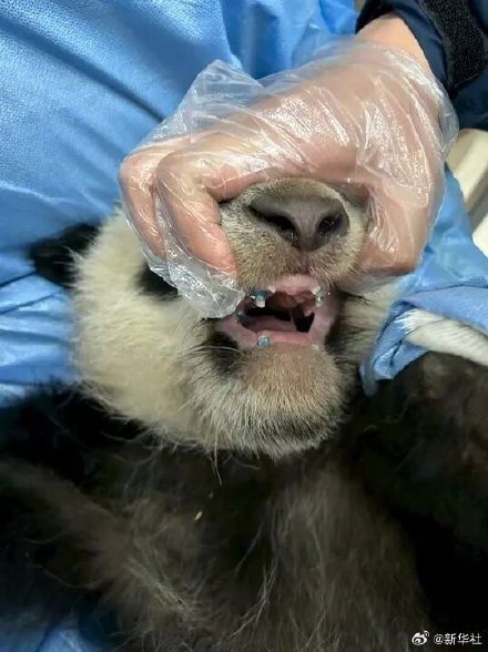 全球首例给歪脸大熊猫整牙